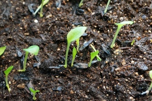 HOSTA SEEDS sprouting, from full size hostas in my yard. 6 weeks old.